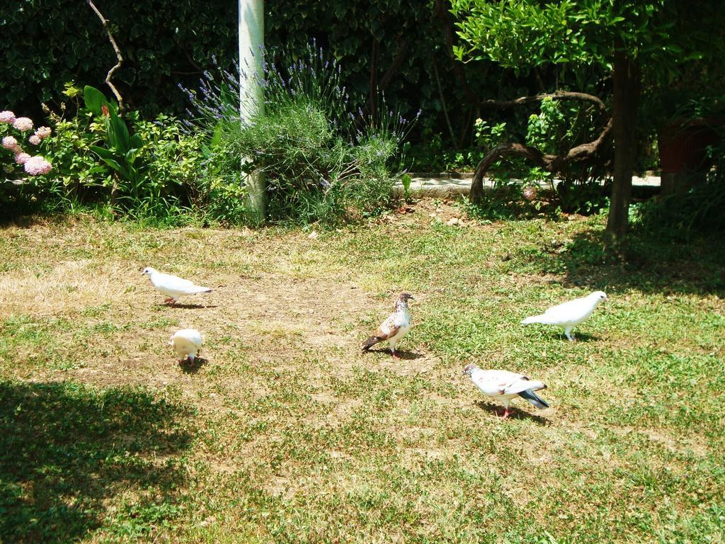 Apartments Rolovina Tivat Oda fotoğraf